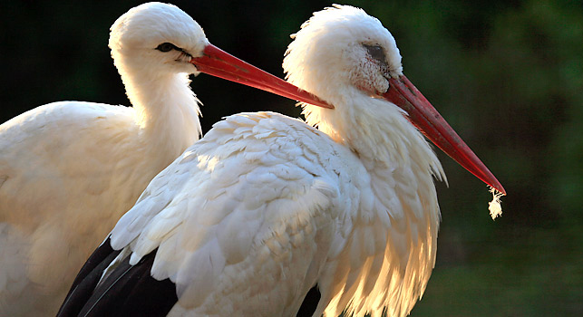 Weißstorch