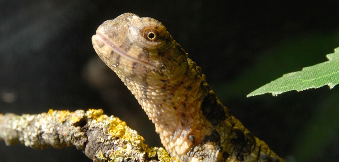 Krokodilschwanzechse