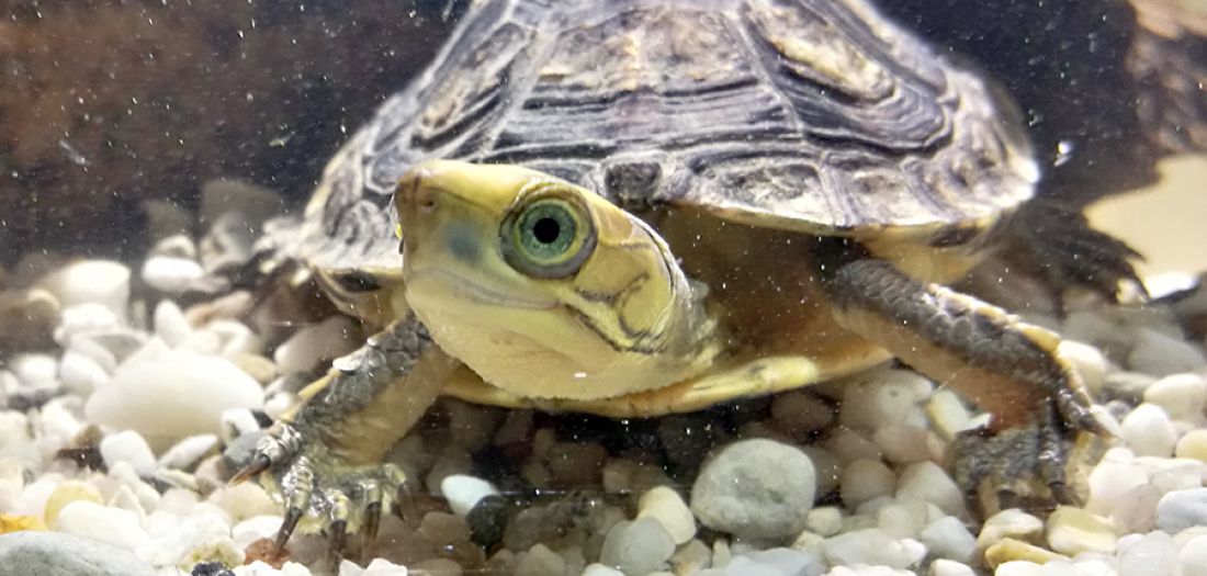 Goldkopfschanierschildkröte