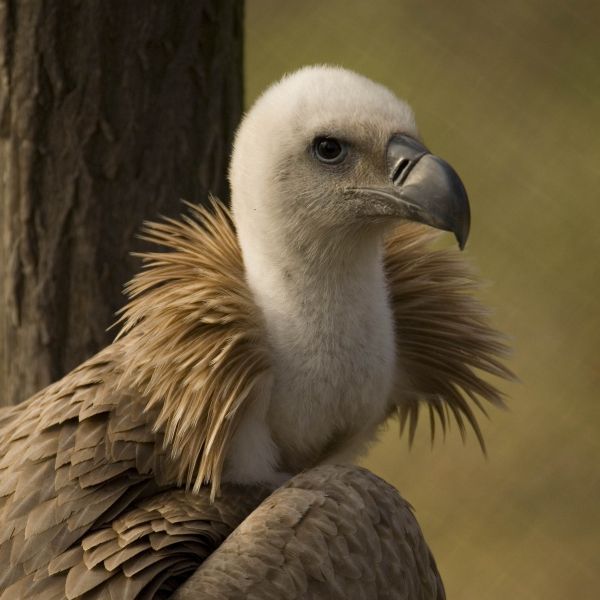 Gänsegeier - Bulgarien