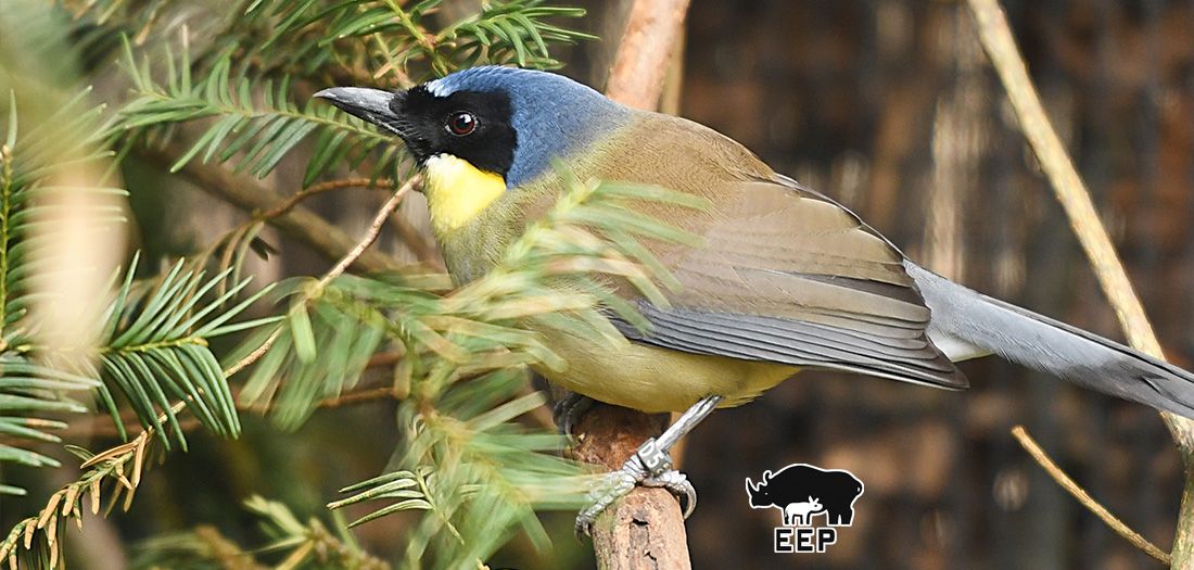 Blaukronenhäherling