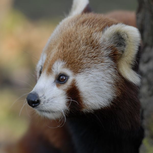 Roter Panda - Nepal