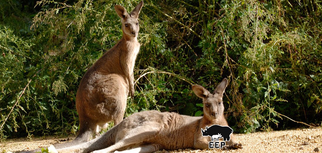 Känguru