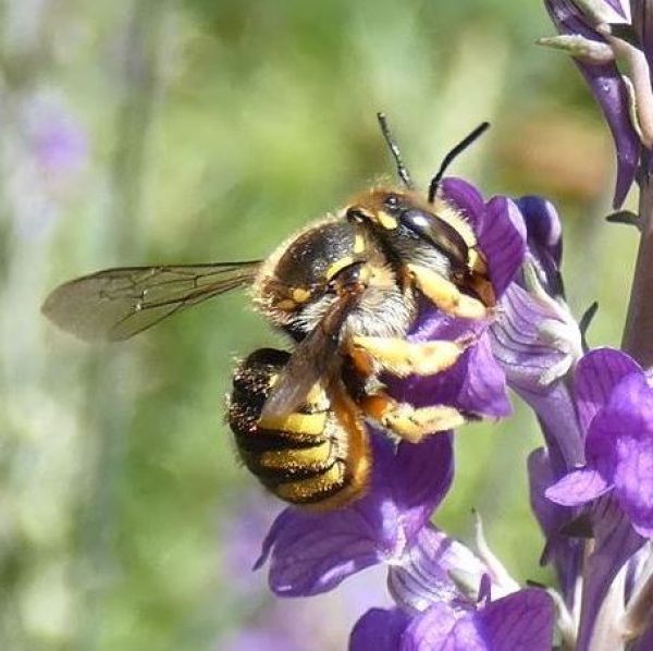 Wildbiene - Tierpark Görlitz