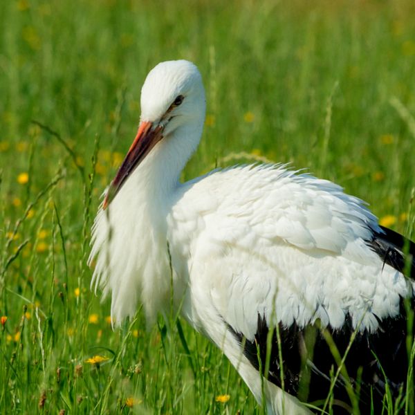 Weißstorch - Oberlausitz