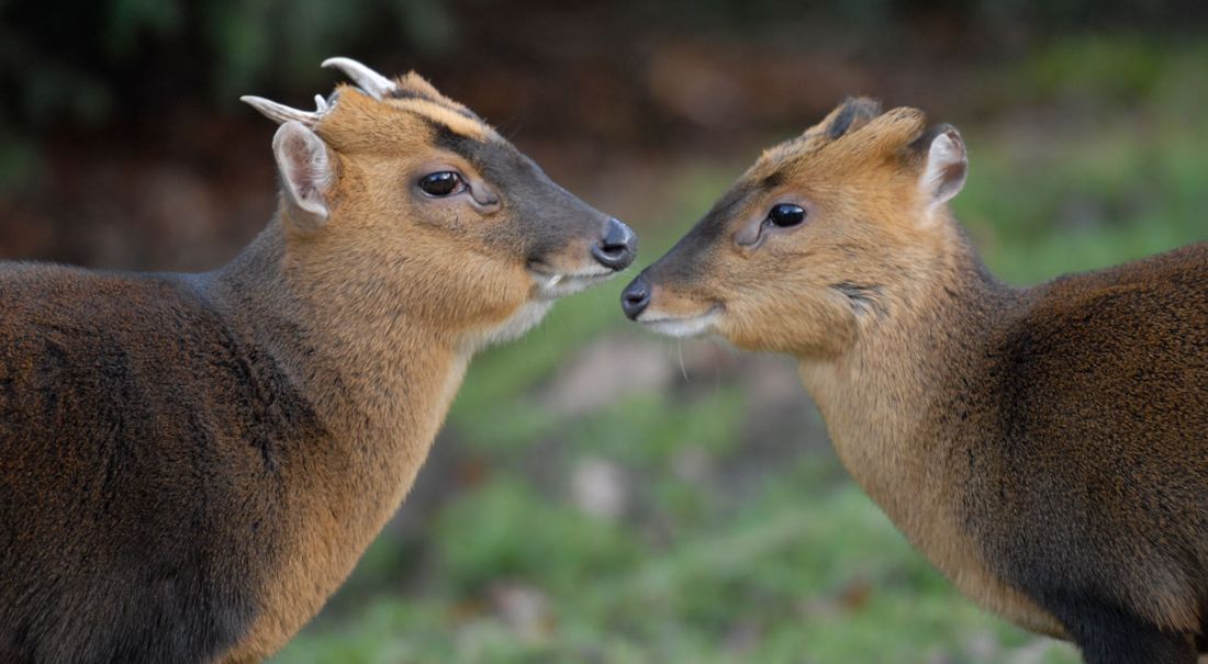 Chinesischer Muntjak