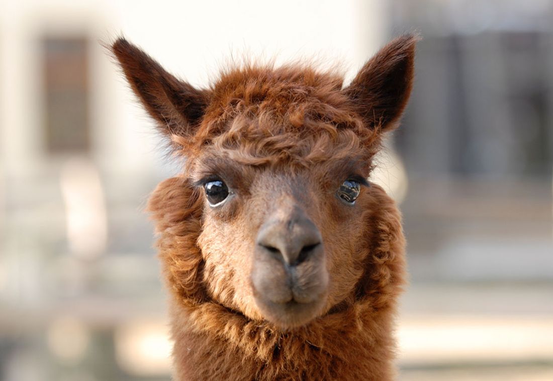 Alpaka