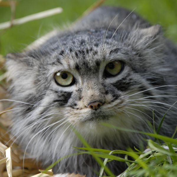 Manul - Zentralasien