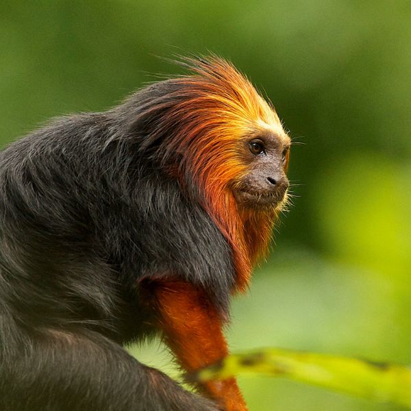 Goldkopflöwenäffchen - Brasilien