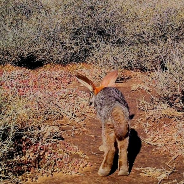 Buschmannhase - Südafrika