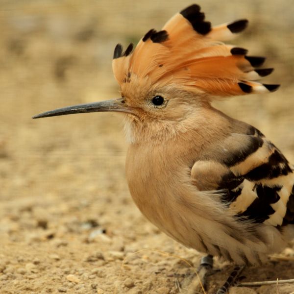 Wiedehopf - Oberlausitz