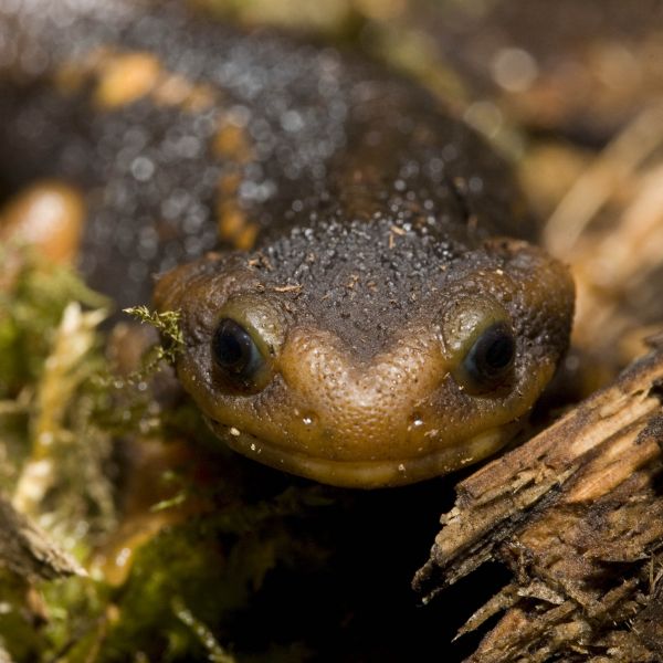 Amphibien - Oberlausitz