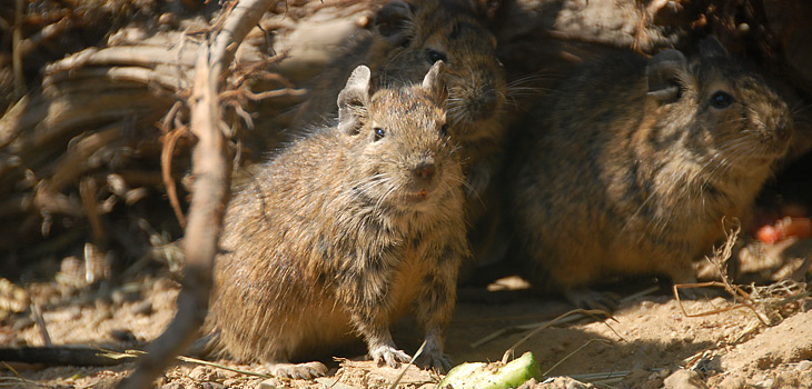 Degu