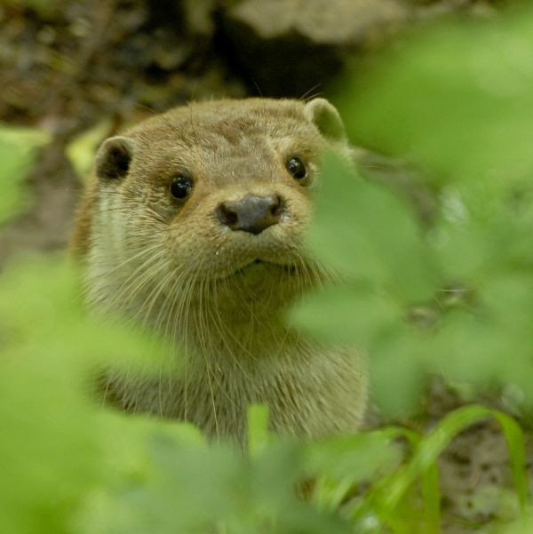 Fischotter - Deutschland